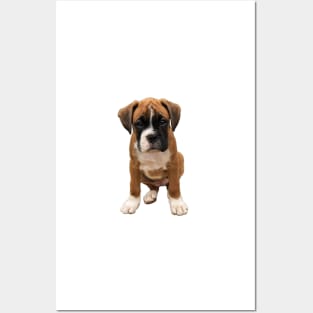 Boxer Cute Puppy Dog Posters and Art